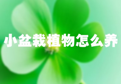 小盆栽植物怎么养