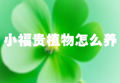 小福贵植物怎么养