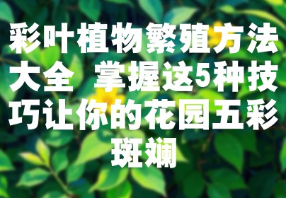 彩叶植物繁殖方法大全 掌握这5种技巧让你的花园五彩斑斓