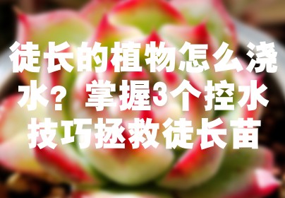 徒长的植物怎么浇水？掌握3个控水技巧拯救徒长苗
