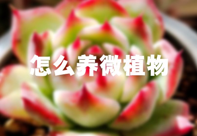 怎么养微植物