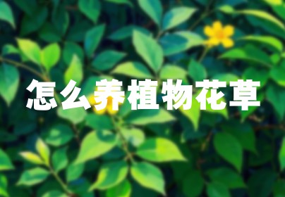 怎么养植物花草