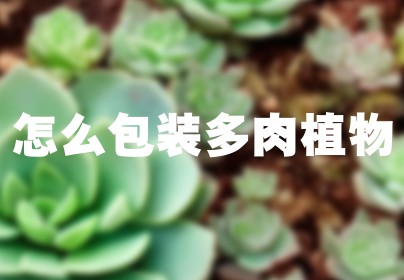 怎么包装多肉植物