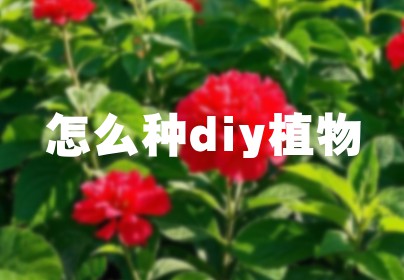 怎么种diy植物