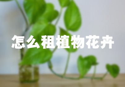 怎么租植物花卉