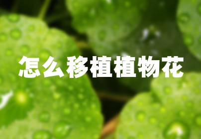 怎么移植植物花