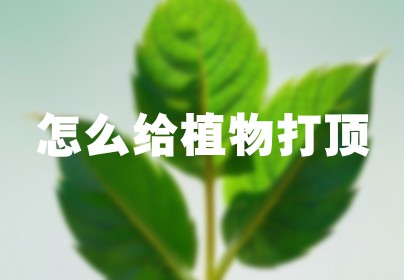 怎么给植物打顶