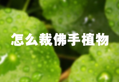 怎么裁佛手植物