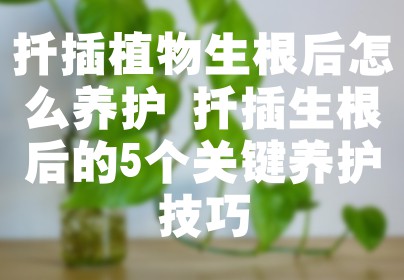扦插植物生根后怎么养护 扦插生根后的5个关键养护技巧