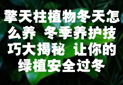擎天柱植物冬天怎么养 冬季养护技巧大揭秘 让你的绿植安全过冬