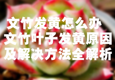 文竹发黄怎么办 文竹叶子发黄原因及解决方法全解析