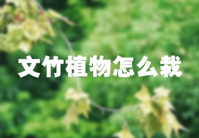 文竹植物怎么栽