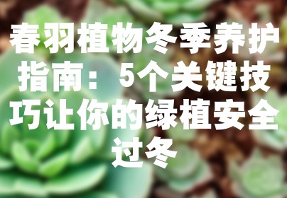 春羽植物冬季养护指南：5个关键技巧让你的绿植安全过冬