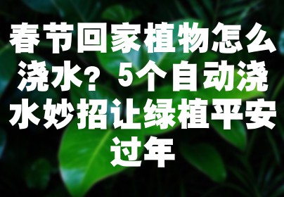 春节回家植物怎么浇水？5个自动浇水妙招让绿植平安过年