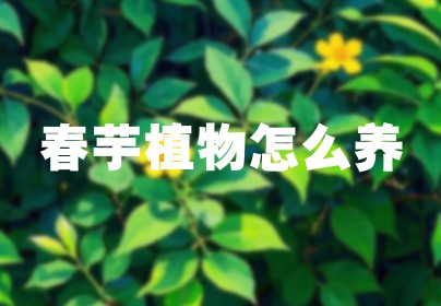 春芋植物怎么养