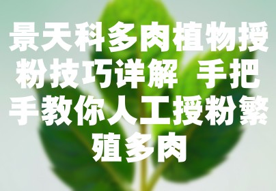 景天科多肉植物授粉技巧详解 手把手教你人工授粉繁殖多肉