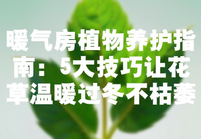 暖气房植物养护指南：5大技巧让花草温暖过冬不枯萎