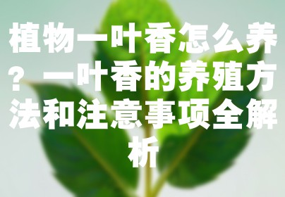 植物一叶香怎么养？一叶香的养殖方法和注意事项全解析