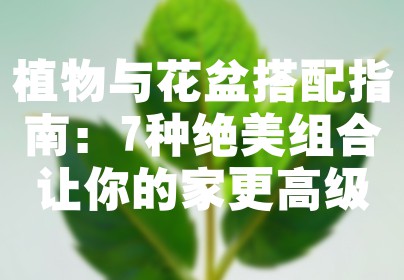 植物与花盆搭配指南：7种绝美组合让你的家更高级