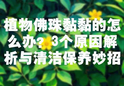 植物佛珠黏黏的怎么办？3个原因解析与清洁保养妙招