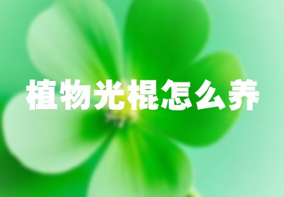 植物光棍怎么养