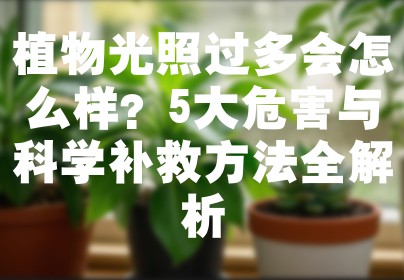 植物光照过多会怎么样？5大危害与科学补救方法全解析