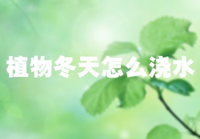 植物冬天怎么浇水