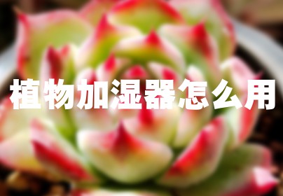 植物加湿器怎么用