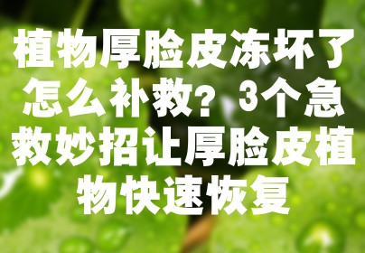 植物厚脸皮冻坏了怎么补救？3个急救妙招让厚脸皮植物快速恢复