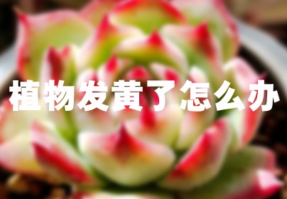 植物发黄了怎么办
