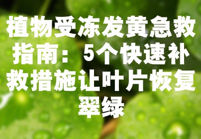 植物受冻发黄急救指南：5个快速补救措施让叶片恢复翠绿