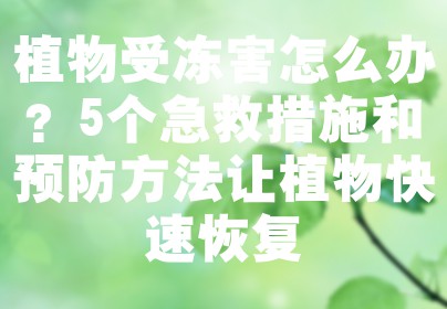 植物受冻害怎么办？5个急救措施和预防方法让植物快速恢复