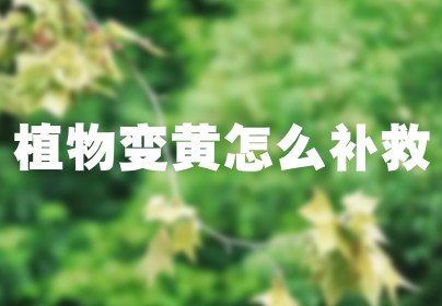 植物变黄怎么补救