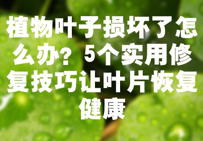 植物叶子损坏了怎么办？5个实用修复技巧让叶片恢复健康