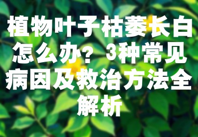 植物叶子枯萎长白怎么办？3种常见病因及救治方法全解析
