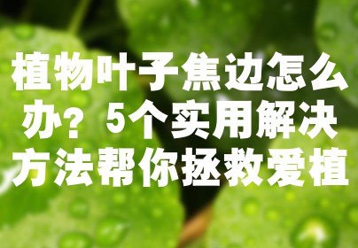 植物叶子焦边怎么办？5个实用解决方法帮你拯救爱植