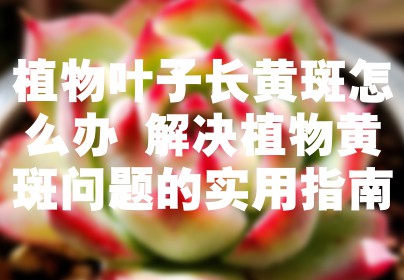 植物叶子长黄斑怎么办 解决植物黄斑问题的实用指南
