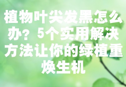 植物叶尖发黑怎么办？5个实用解决方法让你的绿植重焕生机