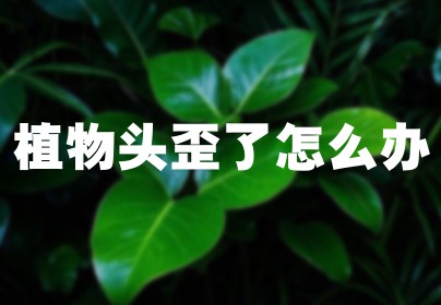 植物头歪了怎么办