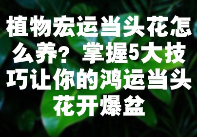 植物宏运当头花怎么养？掌握5大技巧让你的鸿运当头花开爆盆