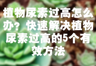 植物尿素过高怎么办？快速解决植物尿素过高的5个有效方法