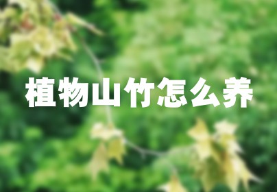 植物山竹怎么养