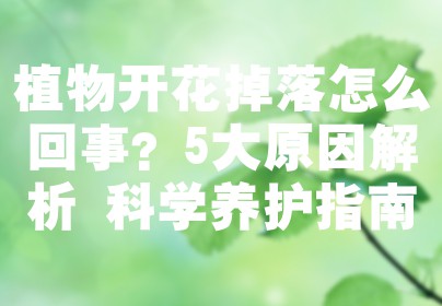 植物开花掉落怎么回事？5大原因解析+科学养护指南