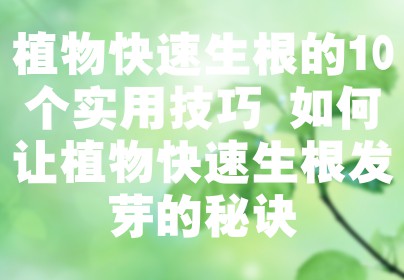 植物快速生根的10个实用技巧 如何让植物快速生根发芽的秘诀
