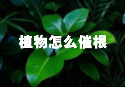 植物怎么催根
