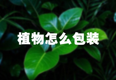 植物怎么包装