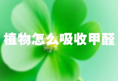 植物怎么吸收甲醛