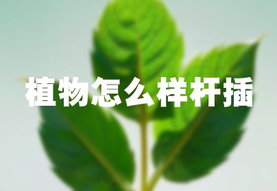 植物怎么样杆插