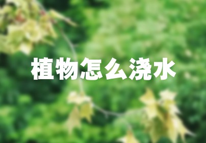 植物怎么浇水