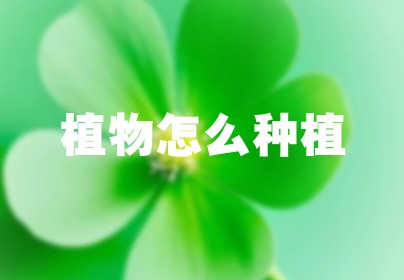 植物怎么种植